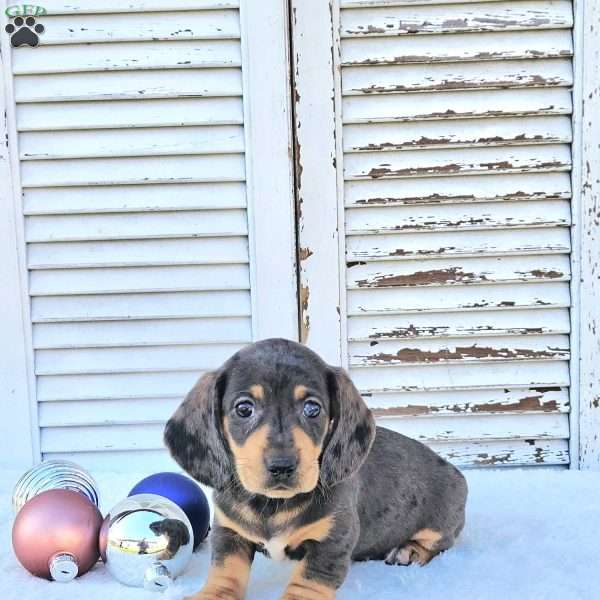 Ralph, Dachshund Puppy